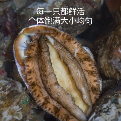 厂家直供3_12 鲍鱼批发 福建东山带壳活冻大鲍鱼餐饮酒店食材供应