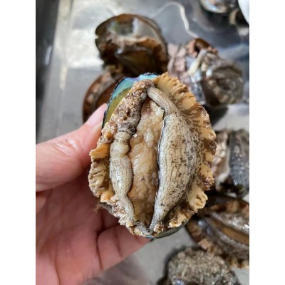 厂家直供3_12 鲍鱼批发 福建东山带壳活冻大鲍鱼餐饮酒店食材供应图5