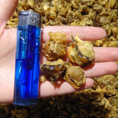 海鲜干货全贝扇贝肉个头大带子贝元贝大号全贝带裙边干贝肉包邮图2
