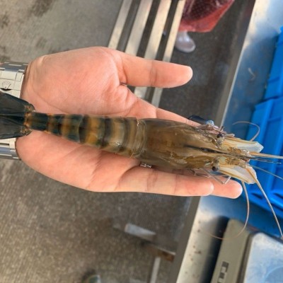 罗氏虾批发淡水王沼大青大青马拉西亚大虾淡水亚马逊一件代发厂家图3
