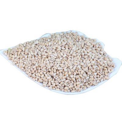 熟小麦仁低温烘焙厂家批发五谷杂粮磨粉现磨豆浆食材原料图4