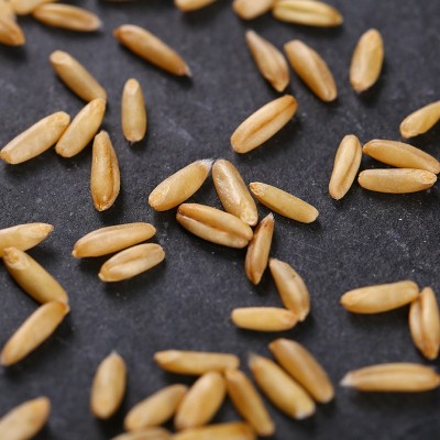 大量供应燕麦米 批发燕麦米 莜麦五谷杂粮生燕麦米袋装24.4kg图3