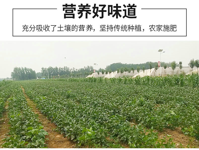 毛豆切片_08_副本