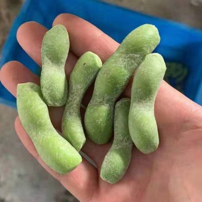 整吨发货冷冻毛豆 餐厅饭店蔬菜速冻毛豆 免费拿样新鲜速冻毛豆图4