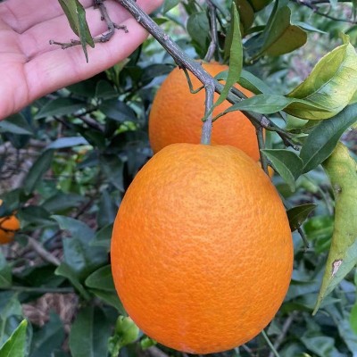云阳纽荷尔新鲜水果脐橙维C橙子批发广柑5斤整箱现摘应季脐橙现货图2