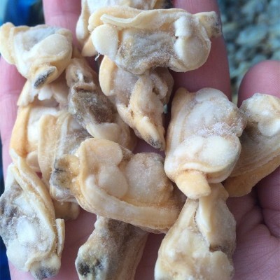 丹东花蛤肉冻煮杂色蛤肉蛤蜊肉SS蚬子肉出口标准厂家10kg箱