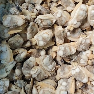 丹东花蛤肉冻煮杂色蛤肉蛤蜊肉SS蚬子肉出口标准厂家10kg箱图5