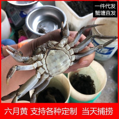 【蟹塘直供】大闸蟹鲜活螃蟹现货现捕六月黄批发兴化河蟹海鲜代发2盒图2