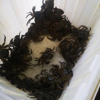 【一斤装1.6-1.9两】鲜活大闸蟹现货螃蟹河蟹六月黄河蟹 批发代发2份图3