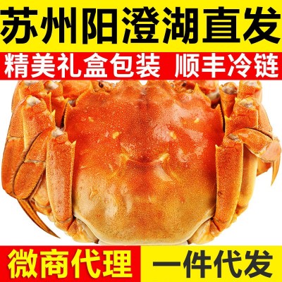 现货苏州六月黄大闸蟹鲜活全母螃蟹礼盒装阳澄湖镇发货【团购代理2盒