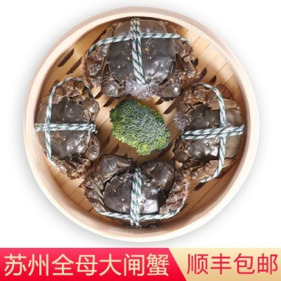 现货苏州六月黄大闸蟹鲜活全母螃蟹礼盒装阳澄湖镇发货【团购代理2盒图4