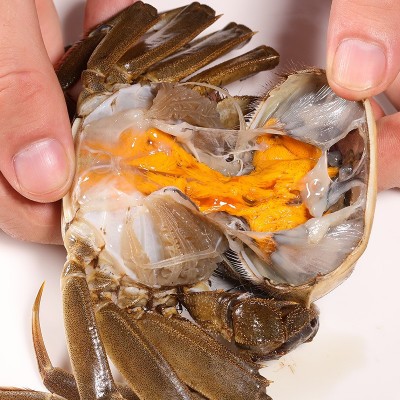 【一斤装1.0-1.3两】鲜活大闸蟹现货螃蟹河蟹六月黄河蟹 批发代发2份图3