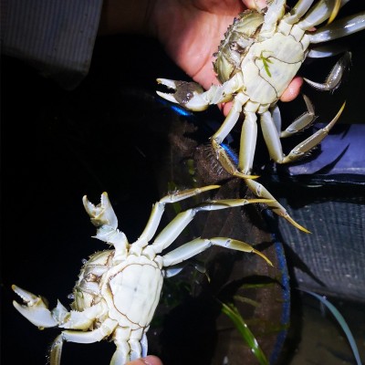 【一斤装1.0-1.3两】鲜活大闸蟹现货螃蟹河蟹六月黄河蟹 批发代发2份图4