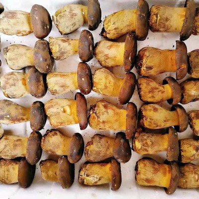 2021现货新鲜牛肝菌2斤云南特产食用菌人工种植黑牛肝菌 菌菇包邮图2