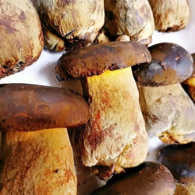 2021现货新鲜牛肝菌2斤云南特产食用菌人工种植黑牛肝菌 菌菇包邮图3