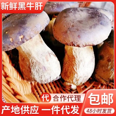 2021现货新鲜牛肝菌2斤云南特产食用菌人工种植黑牛肝菌 菌菇包邮