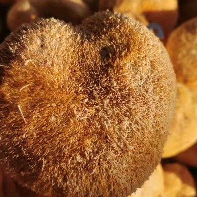 云南发干猴头菇干货散装批发 食用猴头菌产地菌食用农产品图2