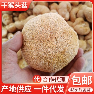 云南发干猴头菇干货散装批发 食用猴头菌产地菌食用农产品