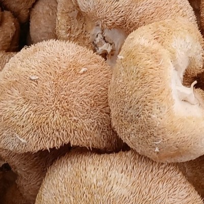 云南发干猴头菇干货散装批发 食用猴头菌产地菌食用农产品图4