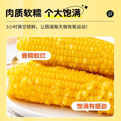 东北甜糯玉米新鲜现摘2022黄黏真空包装玉米粒低脂水果香粘黏苞米 【非转基因】热销白甜玉米-8根图3