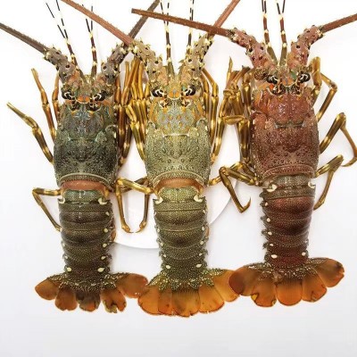 小青龙虾鲜活冷冻波士顿澳洲花龙大龙虾海鲜水产3只起拍顺丰发货图2