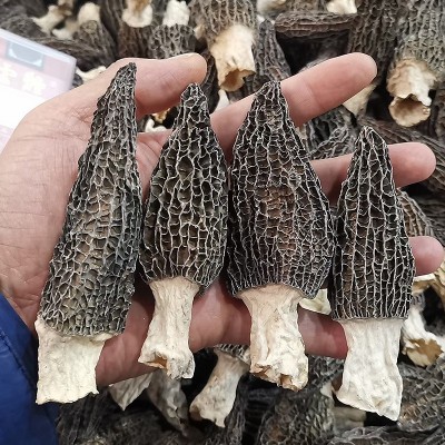 羊肚菌干货云南原产地头茬羊肚菌干菌散装批发剪柄食用羊肚菌干货图3