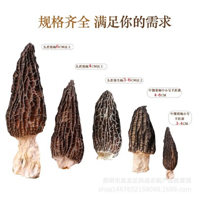 羊肚菌干货云南原产地头茬羊肚菌干菌散装批发剪柄食用羊肚菌干货图4