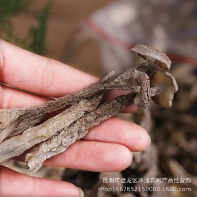 云南特产鹿茸菇干货厂家批发鹿茸菌干货酒店火锅店食材 产地货源图5