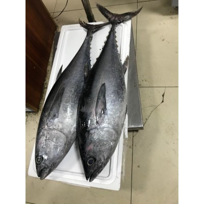 冰鲜超低温整条大目蓝鳍黄旗整条金枪鱼鱼柳刺身日料食材空运现货图3
