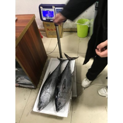 冰鲜超低温整条大目蓝鳍黄旗整条金枪鱼鱼柳刺身日料食材空运现货图4