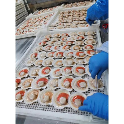 冷冻扇贝 虾夷扇贝 冷冻半壳虾夷扇贝 烧烤扇贝1箱10公斤 2箱起发图4