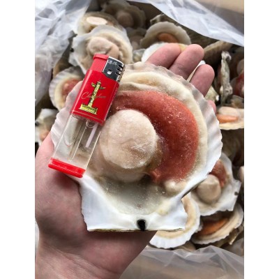 冷冻扇贝 虾夷扇贝 冷冻半壳虾夷扇贝 烧烤扇贝1箱10公斤 2箱起发图5