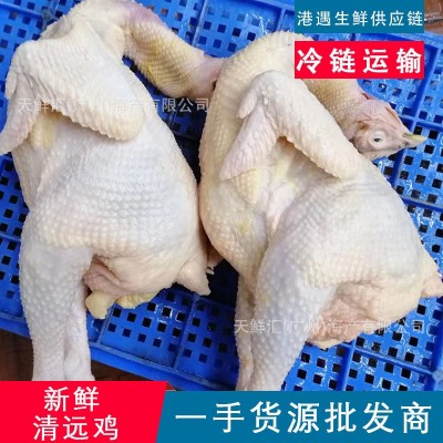 新鲜清远鸡 麻鸡 广西三黄鸡 黑凤鸡 雪山草鸡 湛江线鸡 矮脚王鸡
