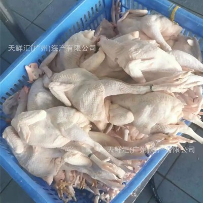 新鲜清远鸡 麻鸡 广西三黄鸡 黑凤鸡 雪山草鸡 湛江线鸡 矮脚王鸡图2