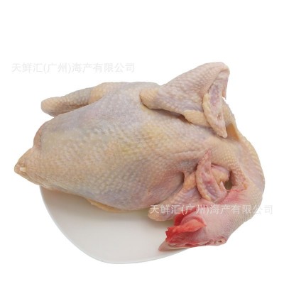 新鲜清远鸡 麻鸡 广西三黄鸡 黑凤鸡 雪山草鸡 湛江线鸡 矮脚王鸡图5