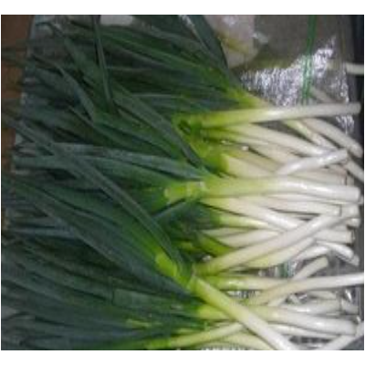 各种大葱 明正蔬菜 质优价廉 700元1吨