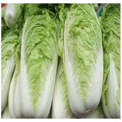 大量供应新鲜无公害蔬菜 大白菜 白菜