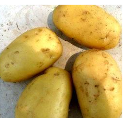 新鲜蔬菜土豆白菜图3
