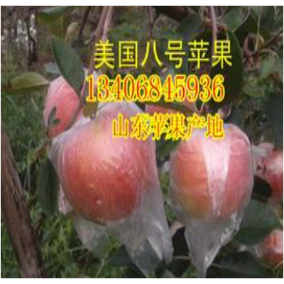 供应山东苹果供应山东苹果价格山东苹果产地品种