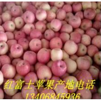 供应山东苹果供应山东苹果价格山东苹果产地品种图3