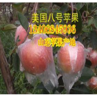 供应山东苹果供应山东苹果价格山东苹果产地品种图2