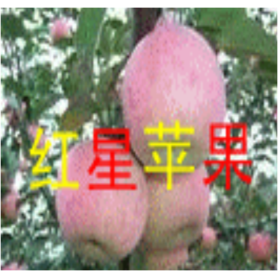 供应山东苹果供应山东苹果价格山东苹果产地品种图5