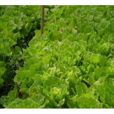 各种优质大白菜 优选高密市海华食品有限公司