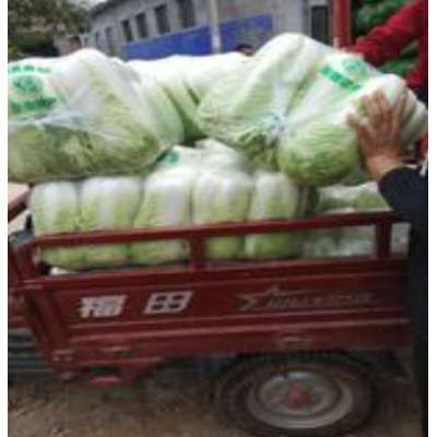 肥城大量供应绿色大白菜图4