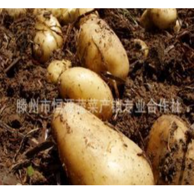 恒源蔬菜产销合作社直销优质精选绿色有机土豆 荷兰土豆图3