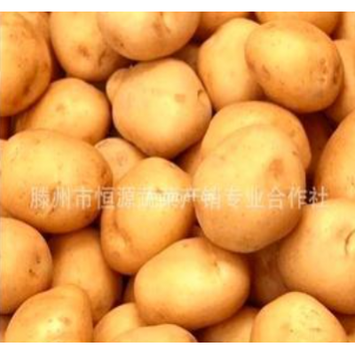恒源蔬菜产销合作社直销优质精选绿色有机土豆 荷兰土豆图4