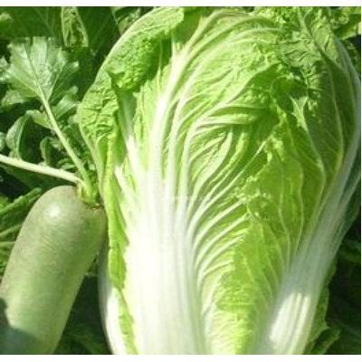 白菜厂家直销有机白菜图2