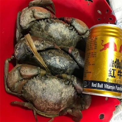 缅甸蟹 孟加拉蟹 青蟹 螃蟹水产品销售 亲朋送礼图5