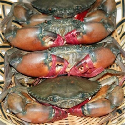 缅甸蟹 螃蟹销售市场 口感独特 肉质丰富 库存充足图4