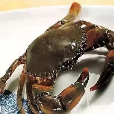 缅甸蟹 螃蟹销售市场 口感独特 肉质丰富 库存充足图3